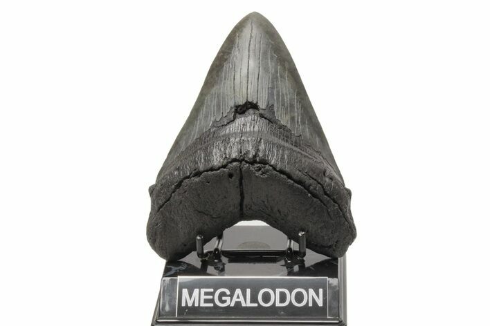 Fossil Megalodon Tooth - South Carolina #214715